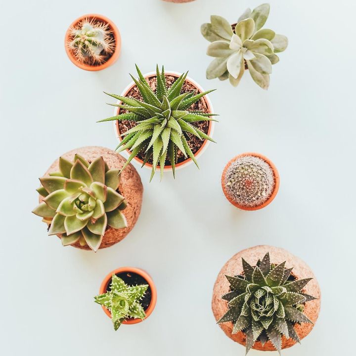 Assorted Indoor Succulents