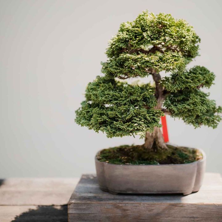 Bonsai Tree